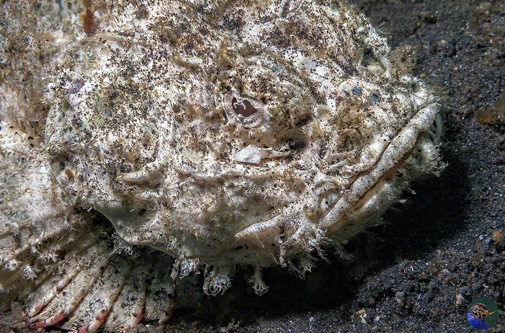 Scorpaenopsis diabolus - with juvenile