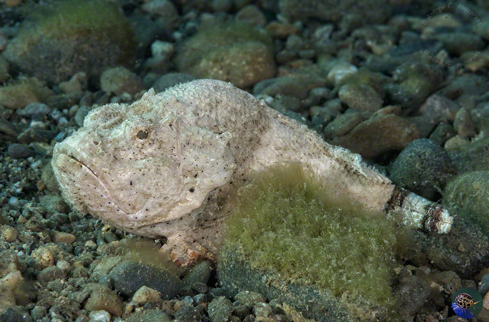 Scorpaenopsis diabol