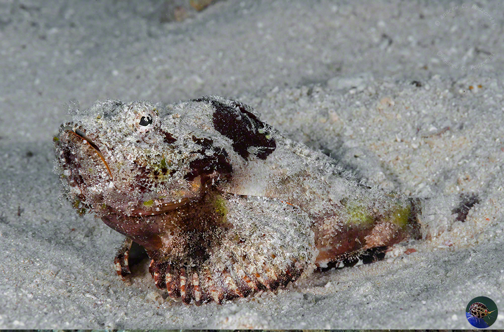 Scorpaenopsis macrochir