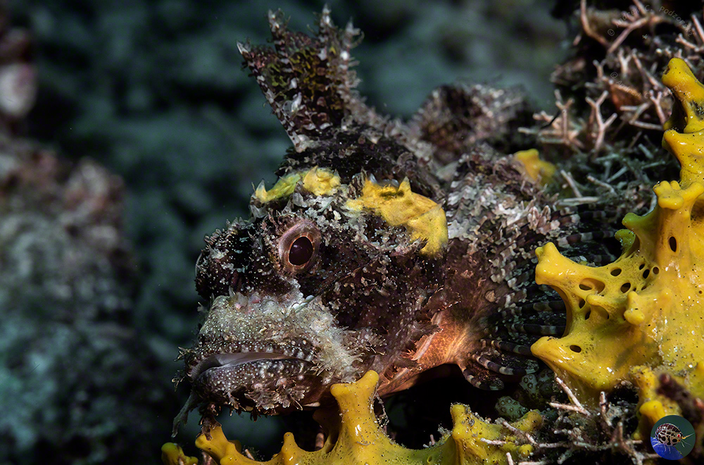 Scorpaenopsis novaeguinea