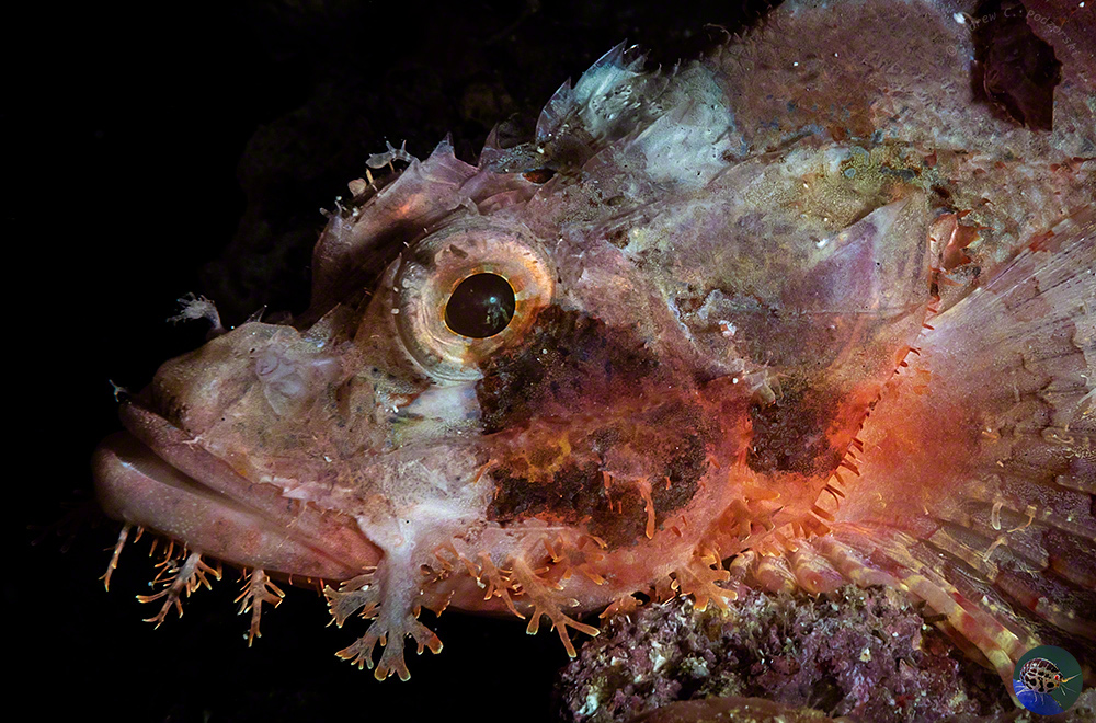 Scorpaenopsis oxycephala