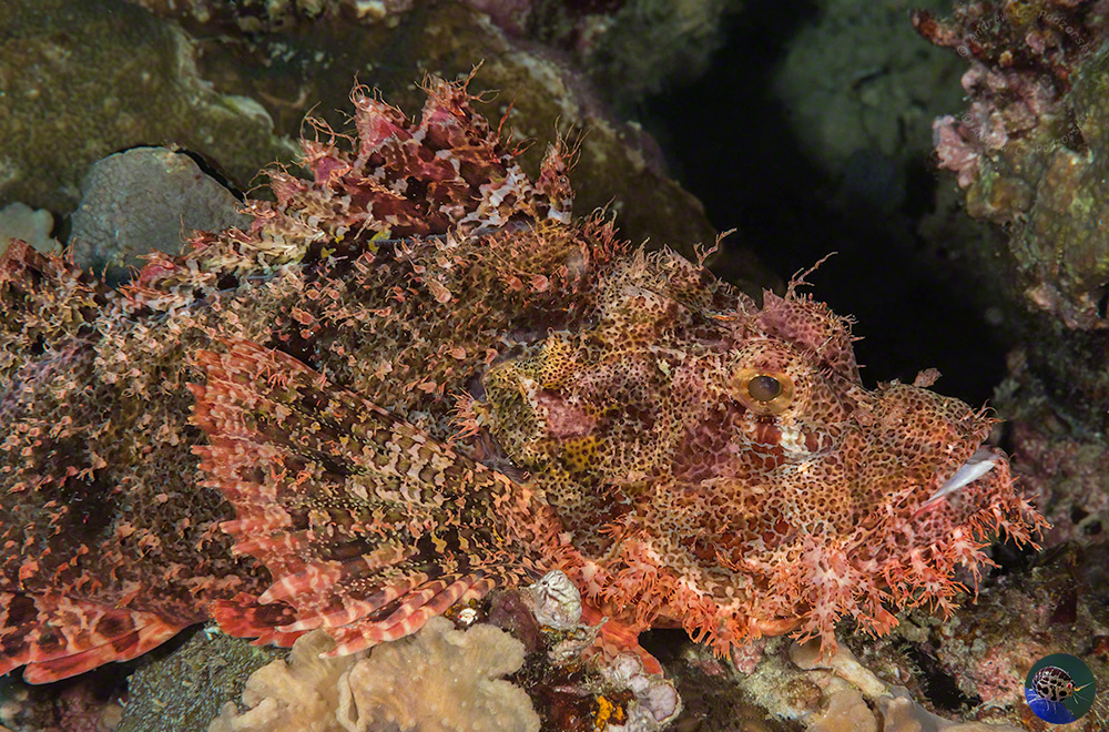 Scorpaenopsis oxycephala