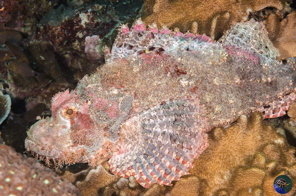 Scorpaenopsis oxycephala
