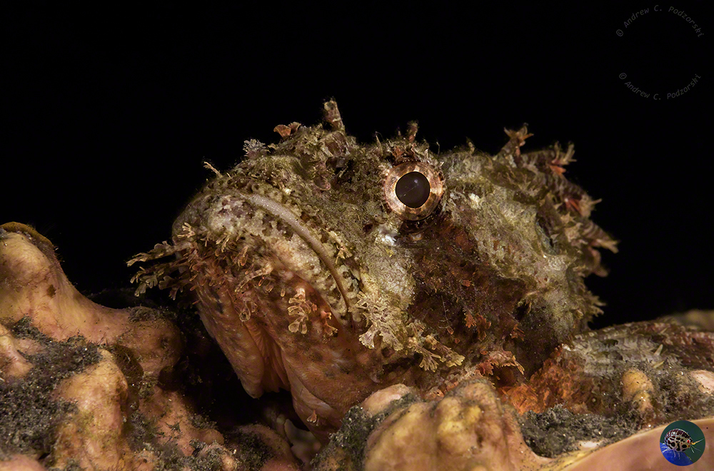 Scorpaenopsis oxycephala