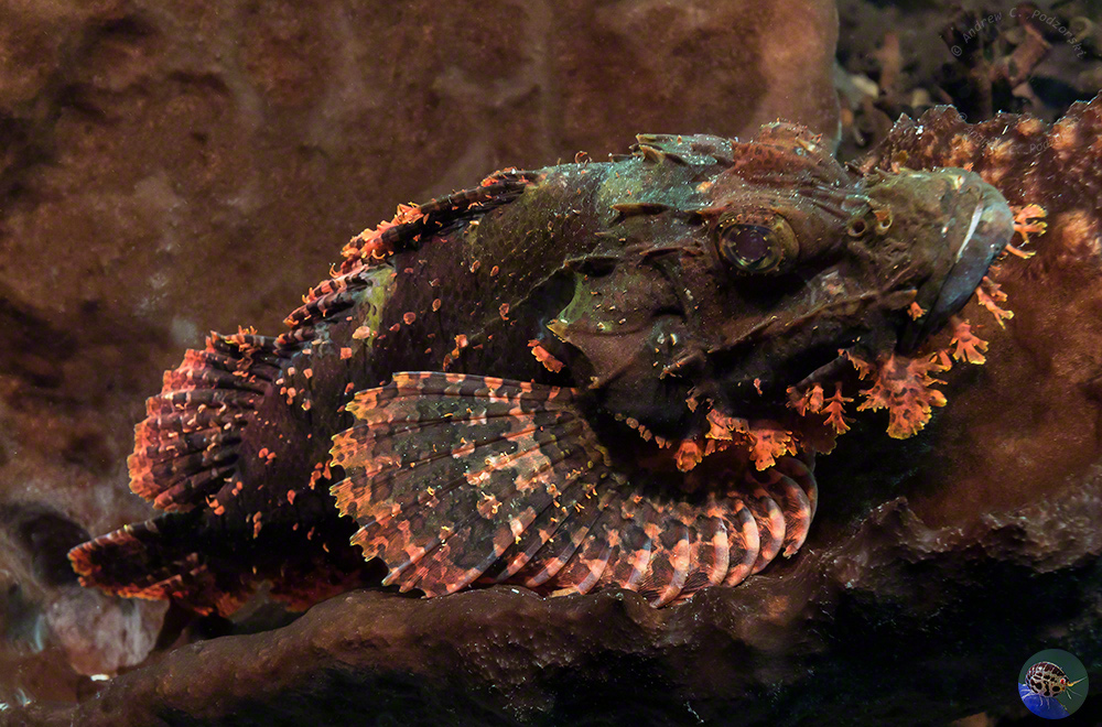 Scorpaenopsis oxycephala