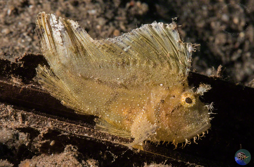 Taenianotus triacanthus