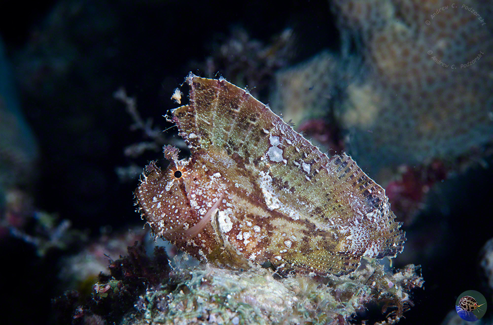 Taenianotus triacanthus