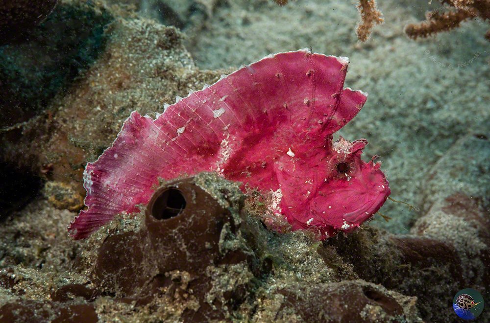 Taenianotus triacanthus