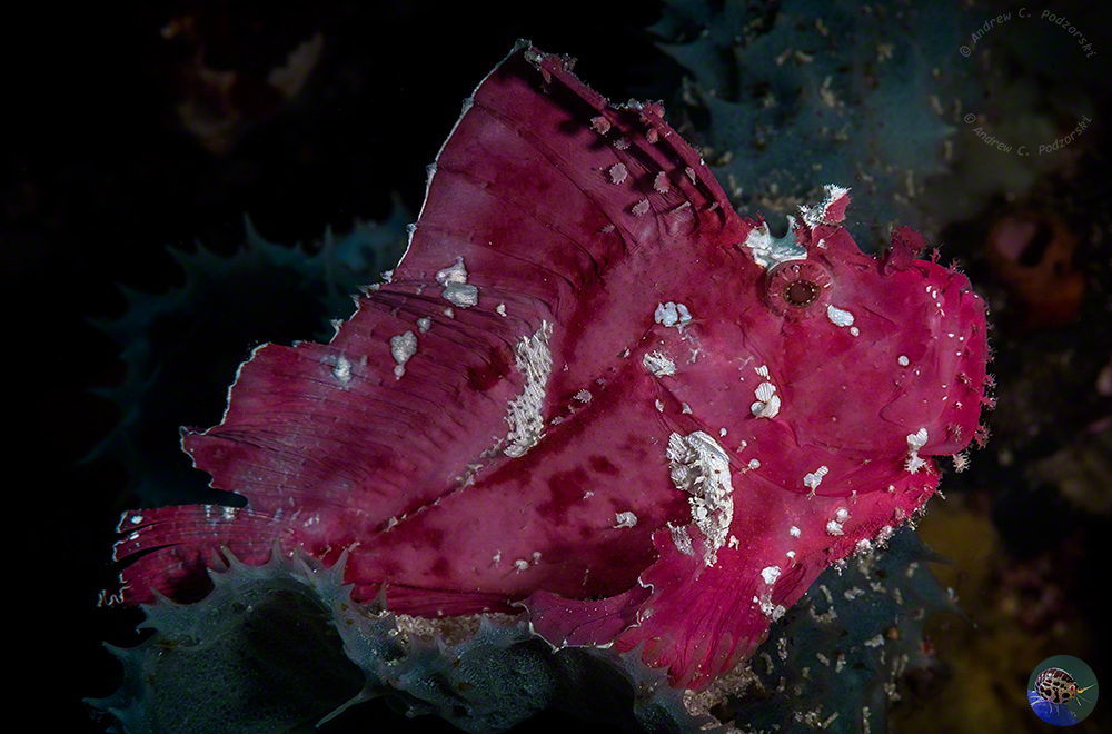 Taenianotus triacanthus