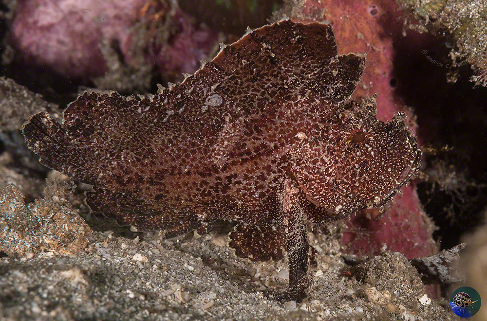 Taenianotus triacanthus