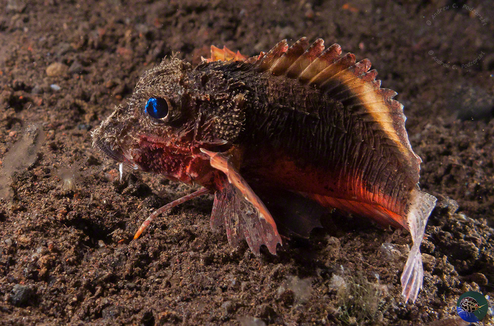 Minous trachycephalus