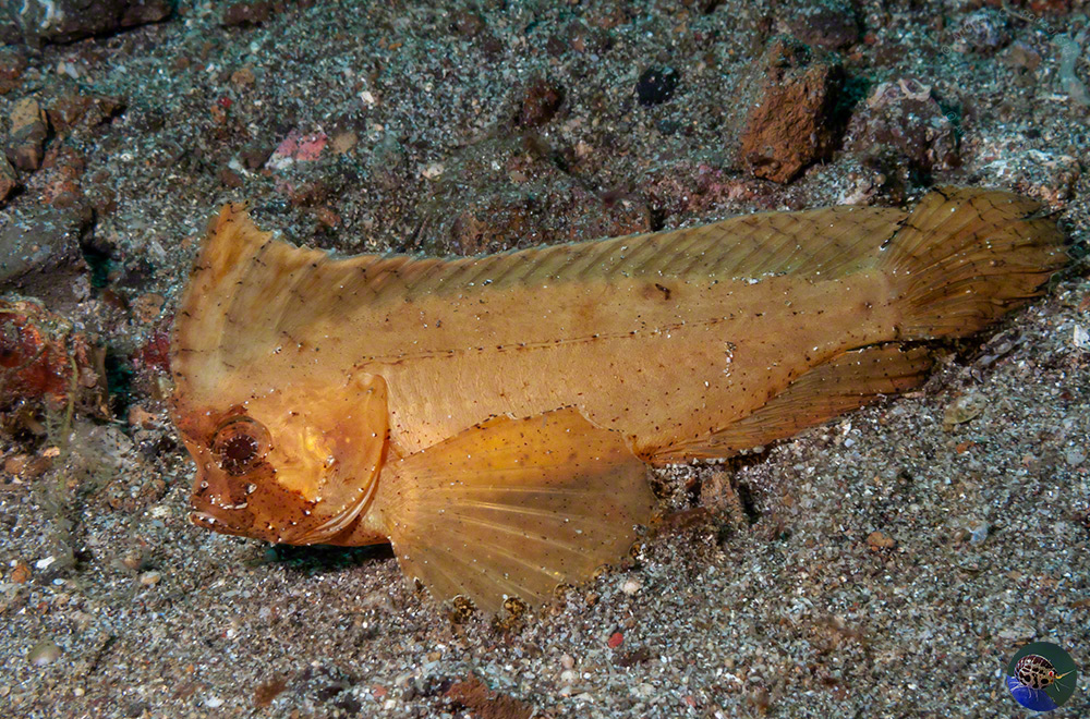 Ablabys taenianotus