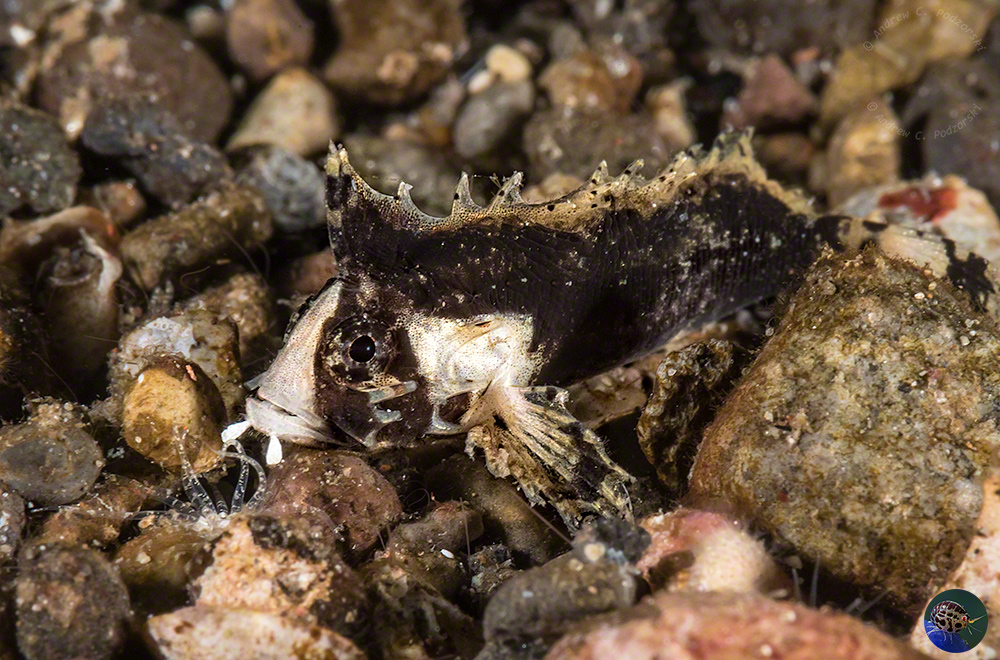 Acanthosphex leurynnis