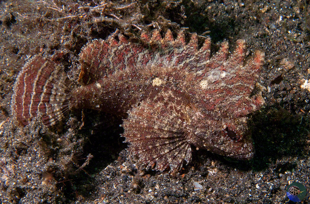 Paracentropogon longispinis