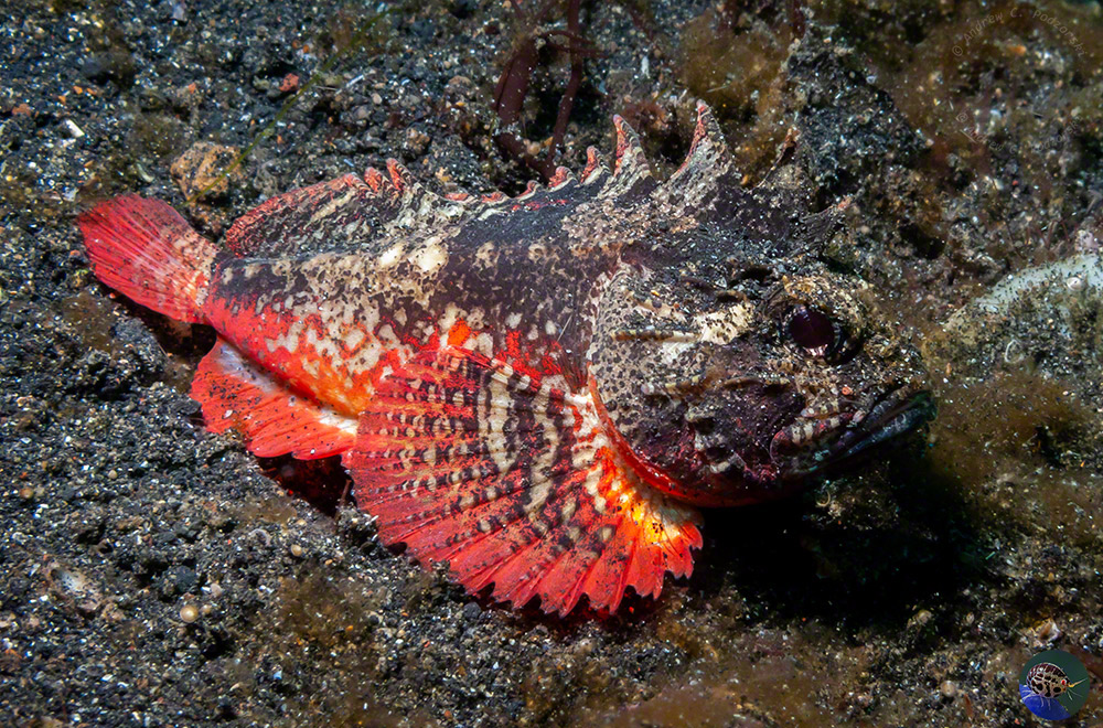 Richardsonichthys leucogaster