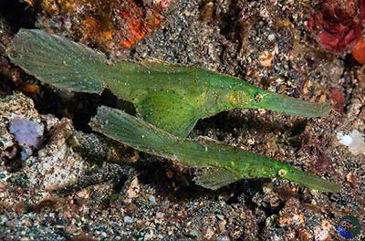 olenostemus cyanopterus 