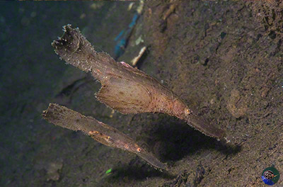 Solenostemus cyanopterus