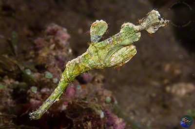 Solenostoma halimeda