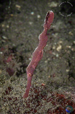 Solenostoma halimeda