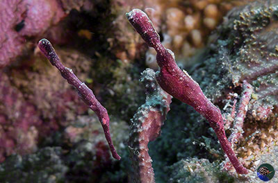 Solenostoma halimeda