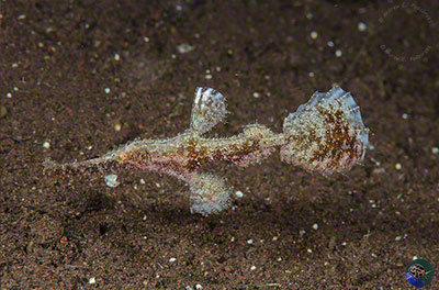 Solenostomus paegnius