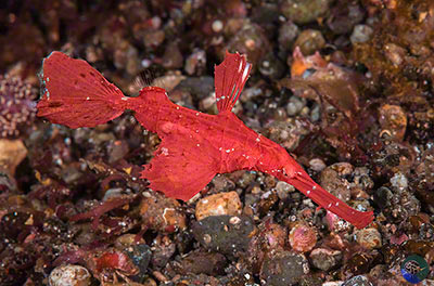 Solenostemus paegnius