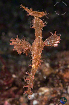 Solenostomus paegnius