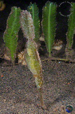 Solenostomus paegnius