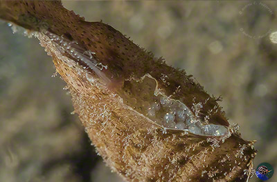 Solenostomus paegnius 
