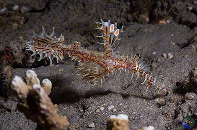 Solenostomus paradoxus - female