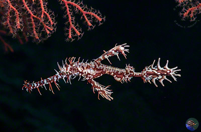 Solenostomus paradoxus - male