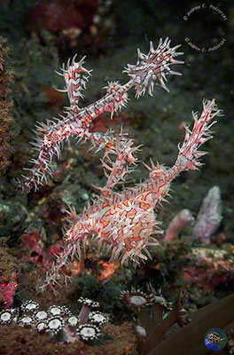 Solenostomus paradoxus - pair