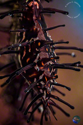 Solenostomus paradoxus egg pouch