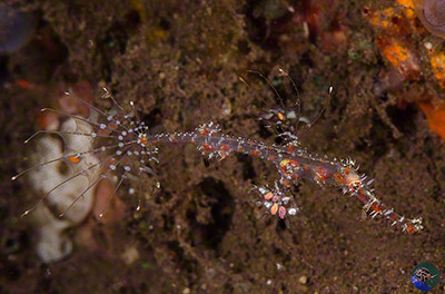 Solenostomus paradoxus juvenile
