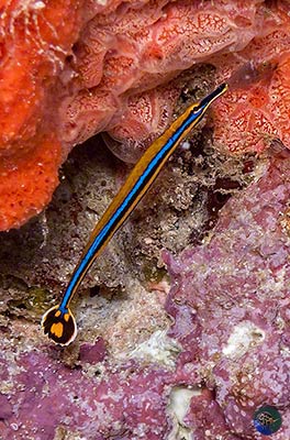 Doryrhamphus japonicus