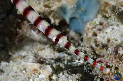 Dunkerocampus dactyliophorus