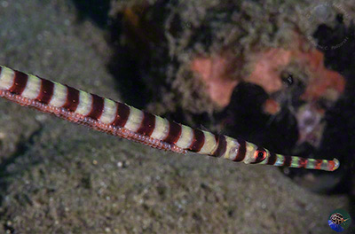 Dunkerocampus dactyliophorus