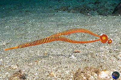 Dunkerocampus pessuliferus 