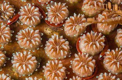 Bulbonaricus davoensis