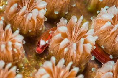 Bulbonaricus davaoensis