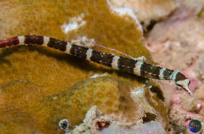 Corythoichthys amplexus