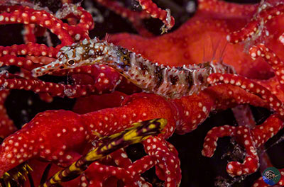 Corythoichthys benedetto