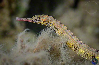 Corythoichthys ocellatus