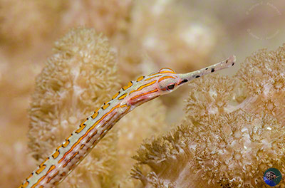 Corythoichthys ocellatus