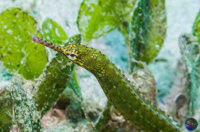 Corythoichthys polynotatus