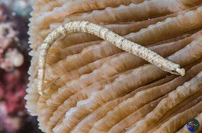 Halicampus cf. brocki