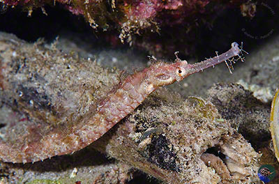 Halicampus macrorhynchus