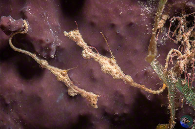 Kyonemichthys rumengani