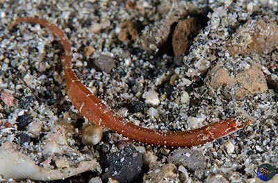 Nannocampus sp. - male