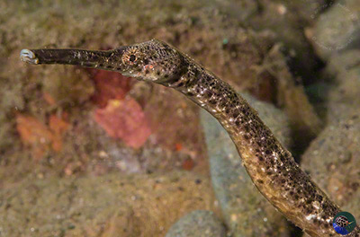 Trachyrhamphus bicoarctatus